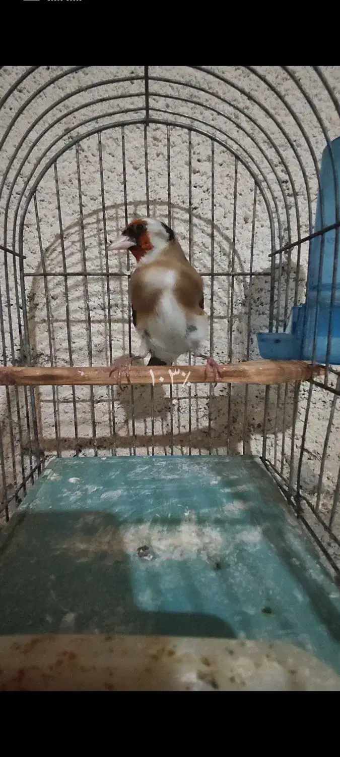 جوجه سهره نر|پرنده|ارومیه, |دیوار