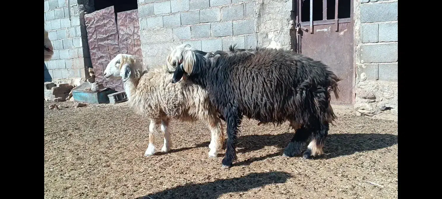 بره قوچی .قوچ.بز.کهره|حیوانات مزرعه|حسن آباد, |دیوار