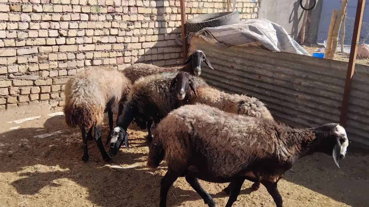 گوسفند زنده جهت قربانی|حیوانات مزرعه|کرج, دهقان ویلا|دیوار