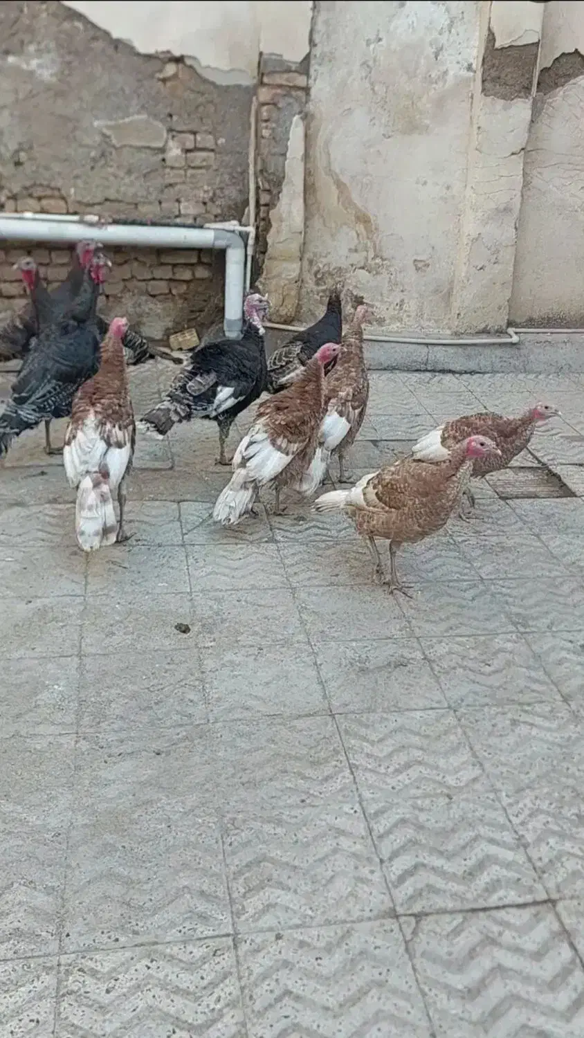 بوقلمون|حیوانات مزرعه|رباط‌کریم, رباط‌کریم|دیوار