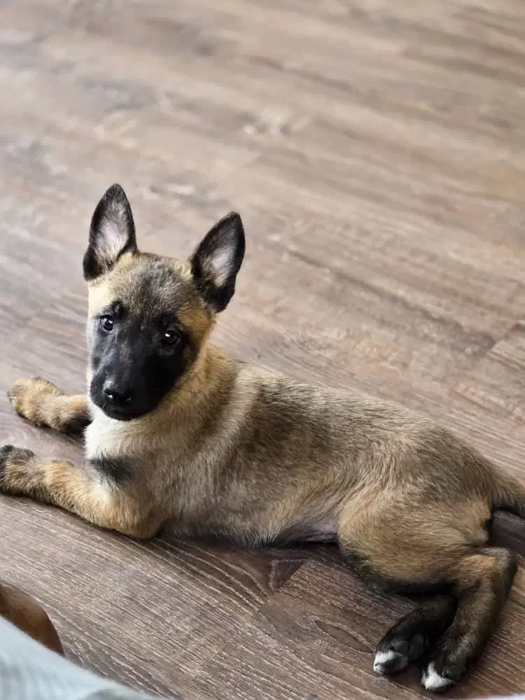 فروش یک قلاده سگ|سگ|کرج, گوهردشت|دیوار