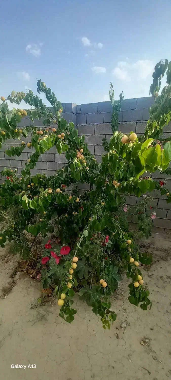 باغ 800متری ملکی سند تک برگی|فروش خانه و ویلا|مشهد, لک لک|دیوار