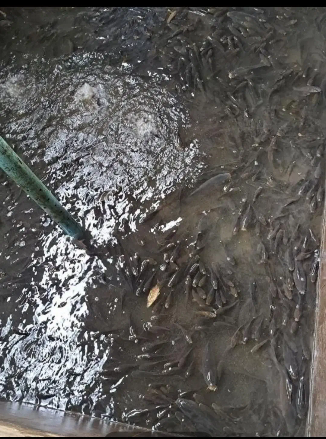 بچه ماهی آمور و کپور وفیتیفاک|ماهی|گرگان, |دیوار