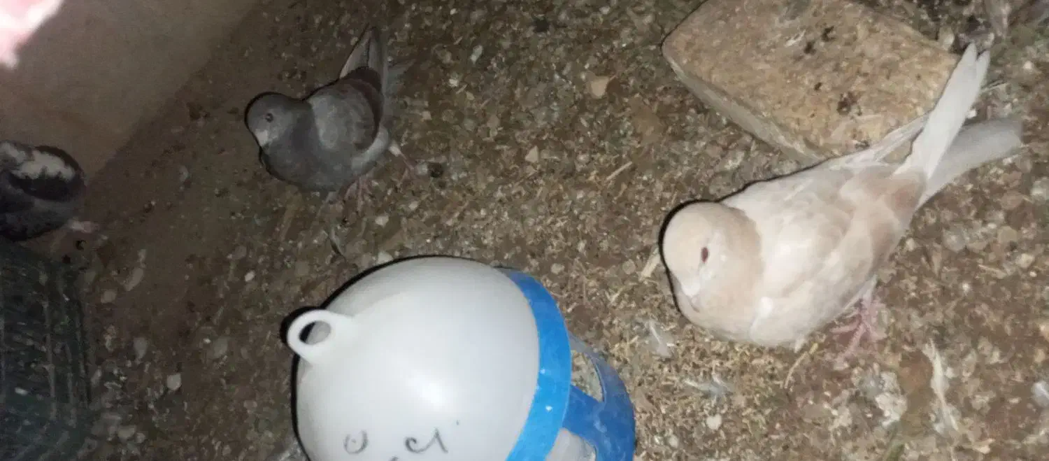 فروشی کبوتر|پرنده|کوهمره, |دیوار