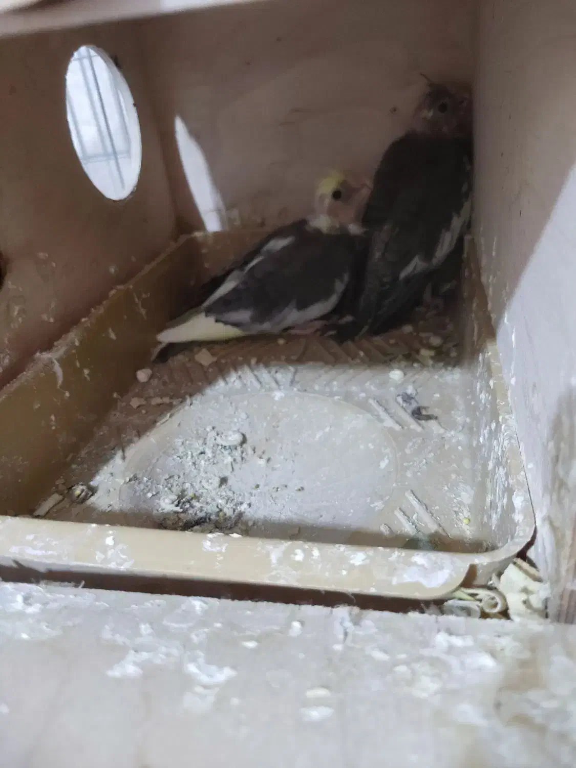 عروس هلندی|پرنده|کازرون, |دیوار