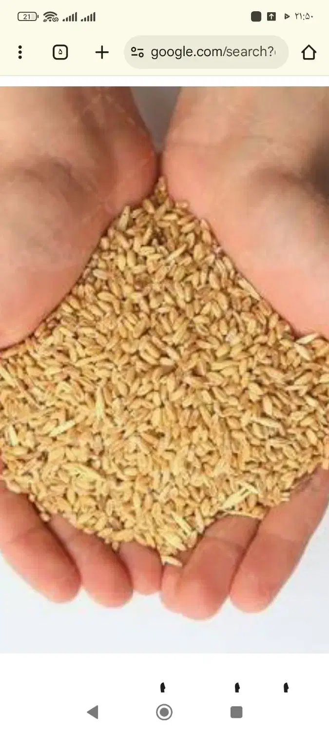 گندم|عمدهفروشی|مرودشت, ژیان|دیوار