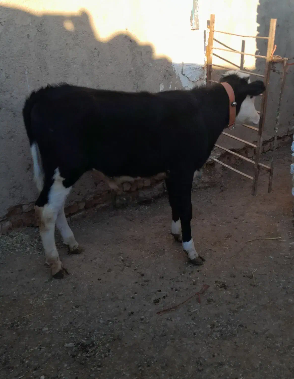 گوساله نر|حیوانات مزرعه|اسفرورین, |دیوار