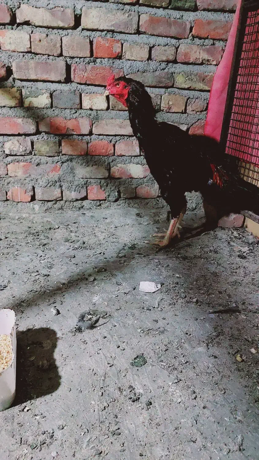 خروس افغان|حیوانات مزرعه|میرجاوه, |دیوار