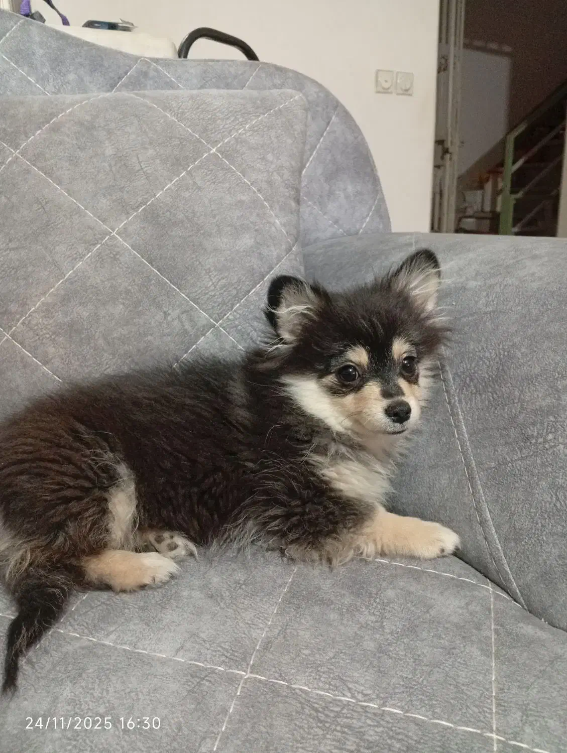 واگذاری سگ پاکوتاه نژاد دار|سگ|گنبد کاووس, |دیوار