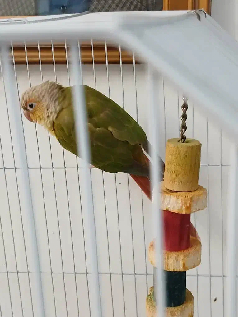 طوطی گرینچیک|پرنده|چالوس, |دیوار