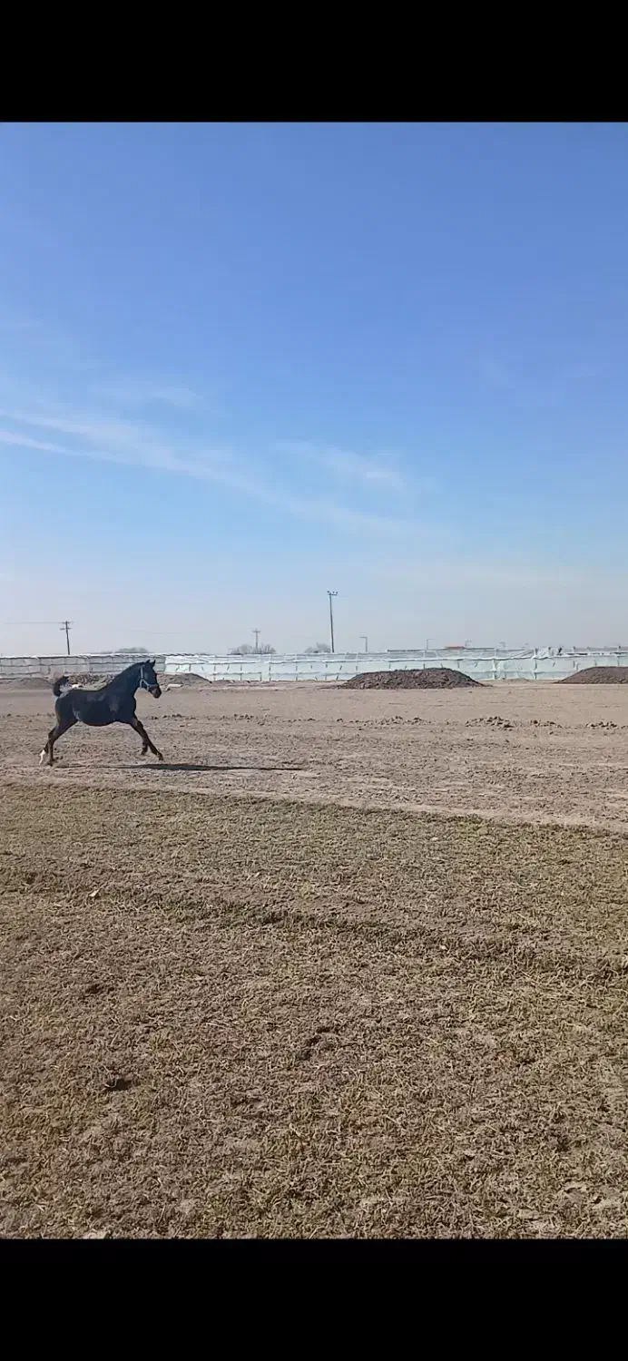 اسب|اسب و تجهیزات اسب‌سواری|فلاورجان, |دیوار