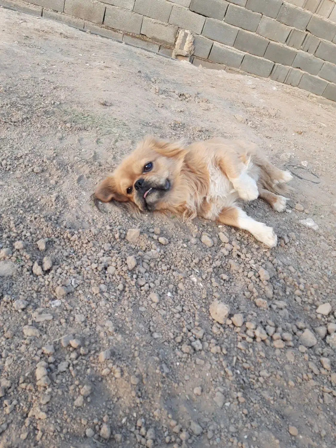 سگ خارجی زیبا|سگ|ورامین, شهرک مدرس|دیوار