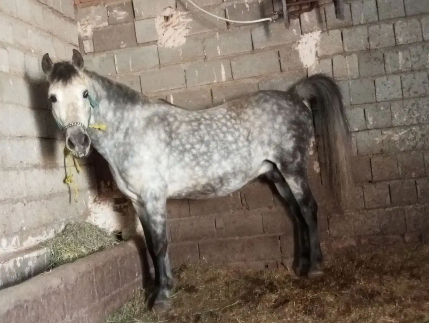 اسب نریون|اسب و تجهیزات اسب‌سواری|کشاورز, |دیوار