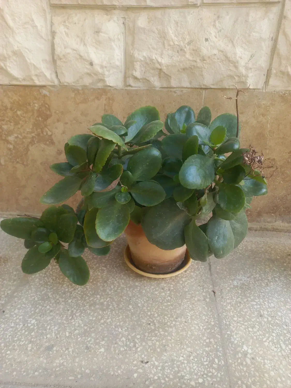 گل طبیعی|گل و گیاه طبیعی|سمنان, |دیوار