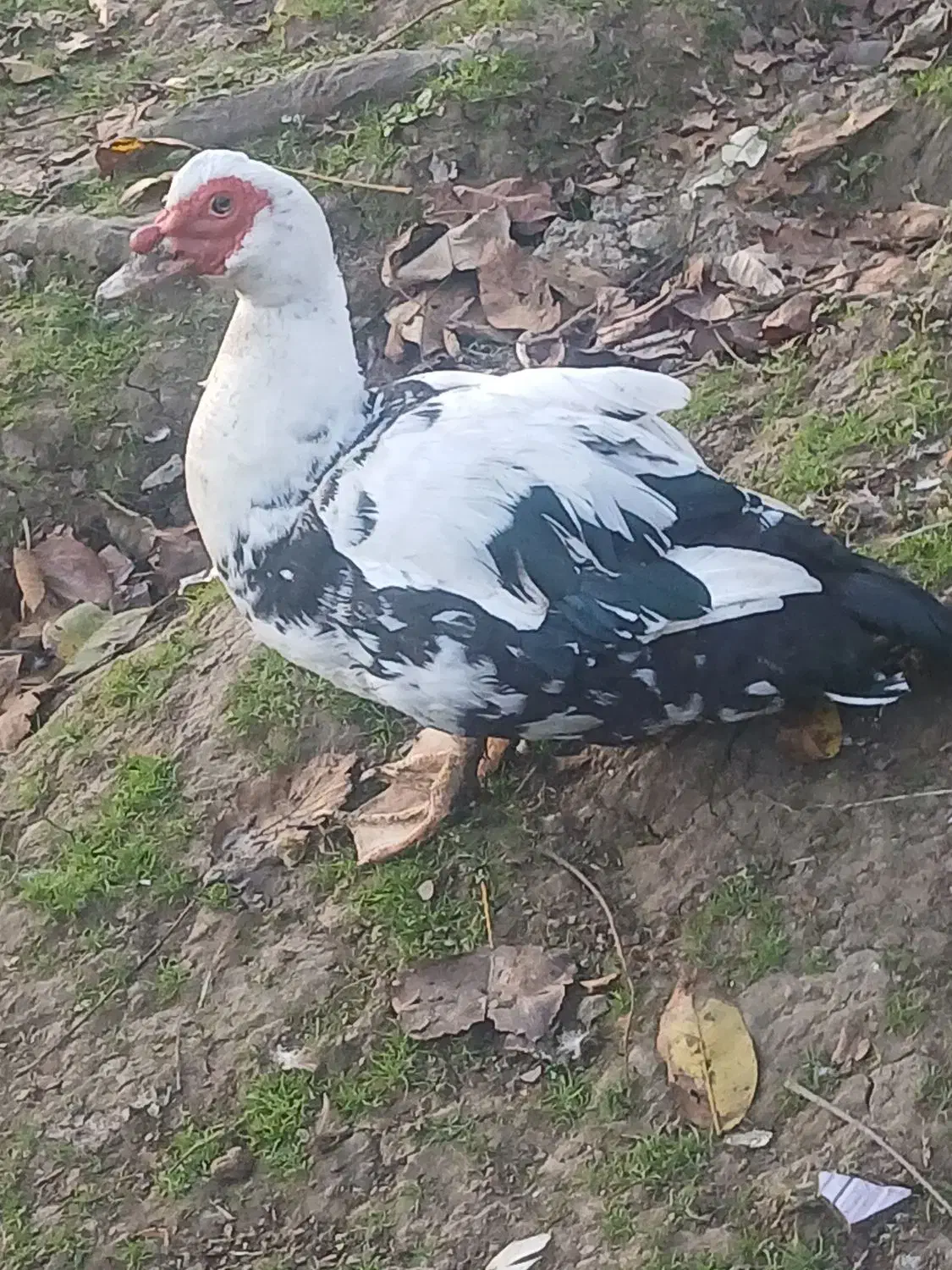 اردک اسرائیلی نر سنگین وزن|حیوانات مزرعه|اطاقور, |دیوار