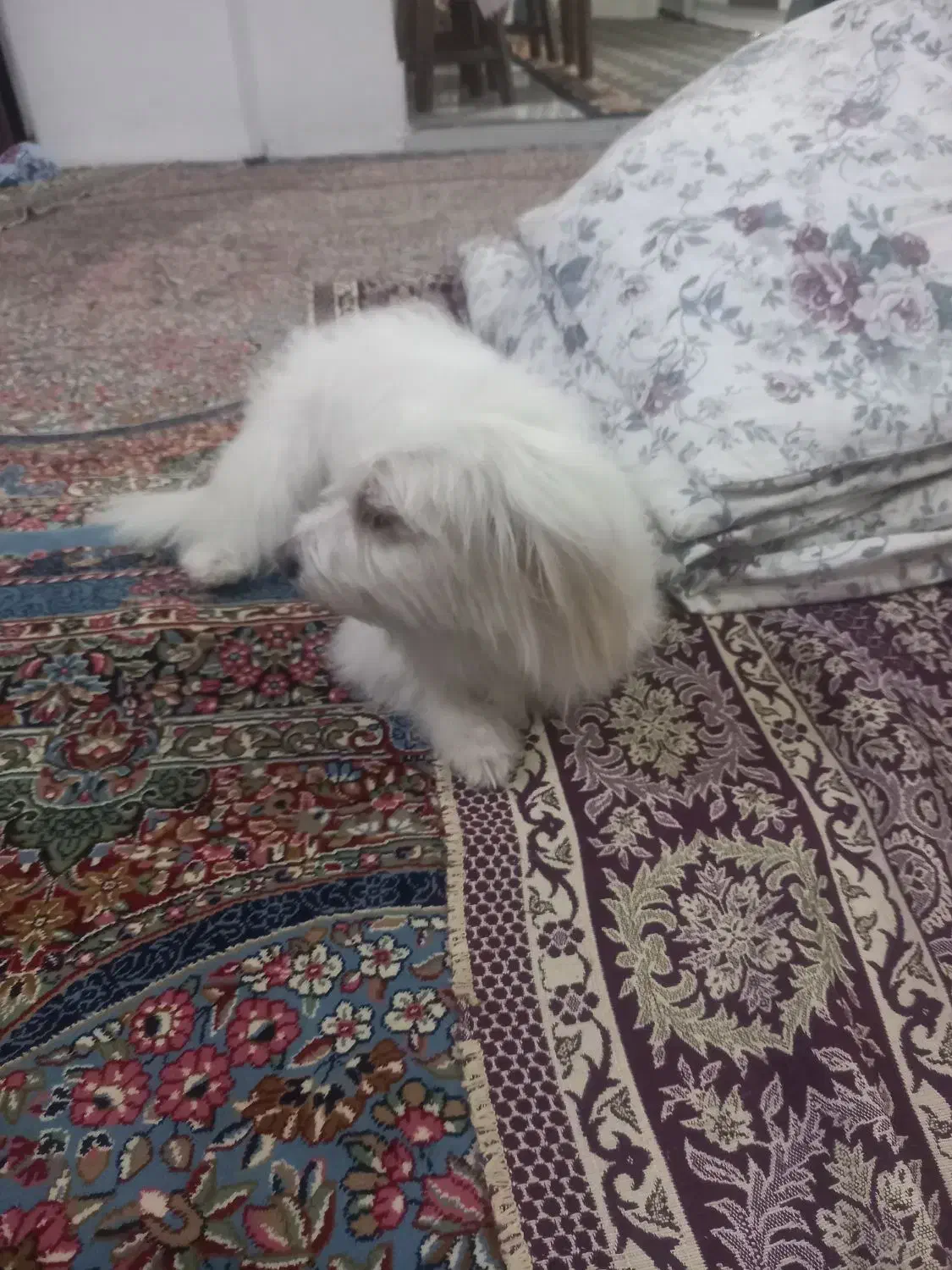 سگ شیتزو|سگ|مشهد, کشف|دیوار