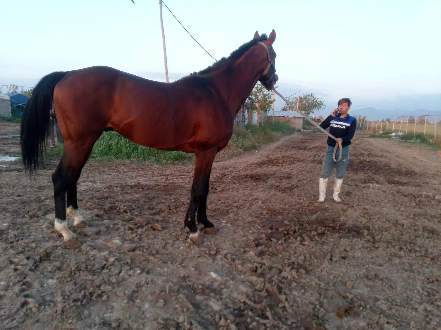 اسب نریان دوخون ۵ ساله قدبلند۱۷۴سانت|اسب و تجهیزات اسب‌سواری|تهران, امیریه|دیوار