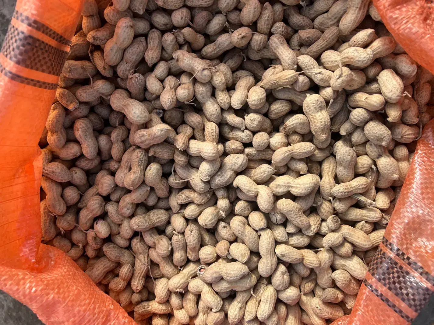 بادام زمینی|خوردنی و آشامیدنی|تهران, هرندی|دیوار