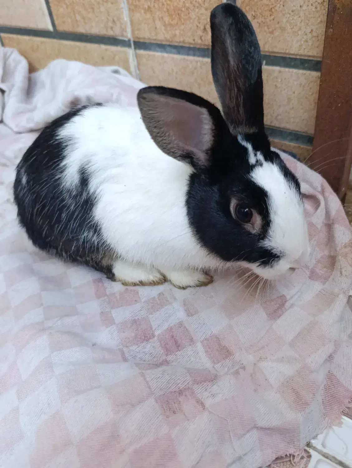 خرگوش زیبا بازی گوش ارام|موش و خرگوش|اشتهارد, |دیوار