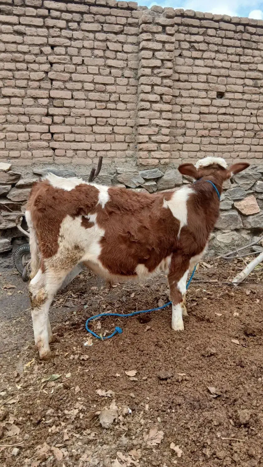 فروشخریدگوسالهنرسیمینتال..گاو|حیوانات مزرعه|همدان, |دیوار