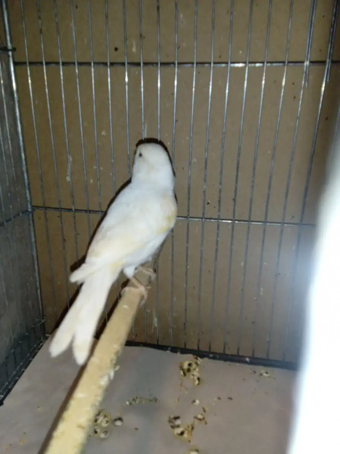 قناری ماده موزائیکی|پرنده|ری, علایین|دیوار