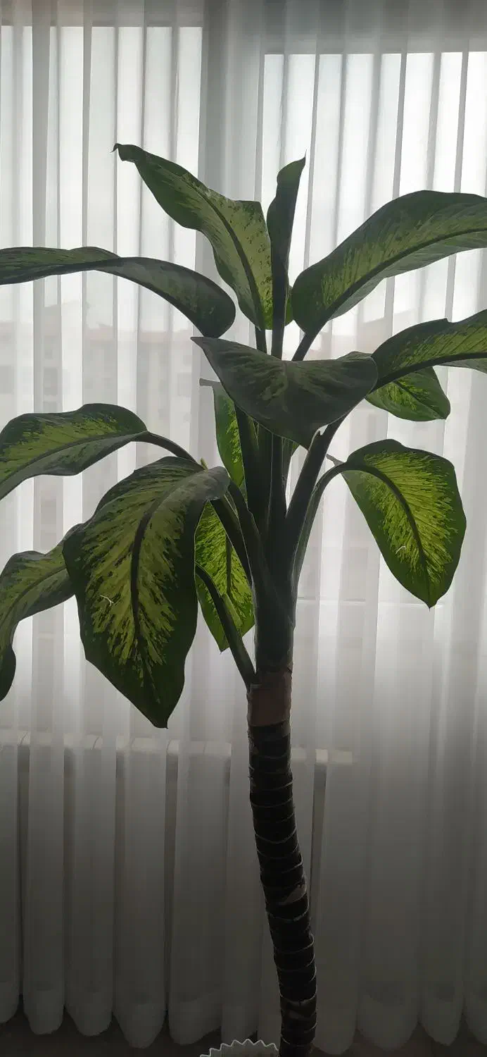 گل دیفن باخیا|گل و گیاه طبیعی|رشت, کوی مهر|دیوار