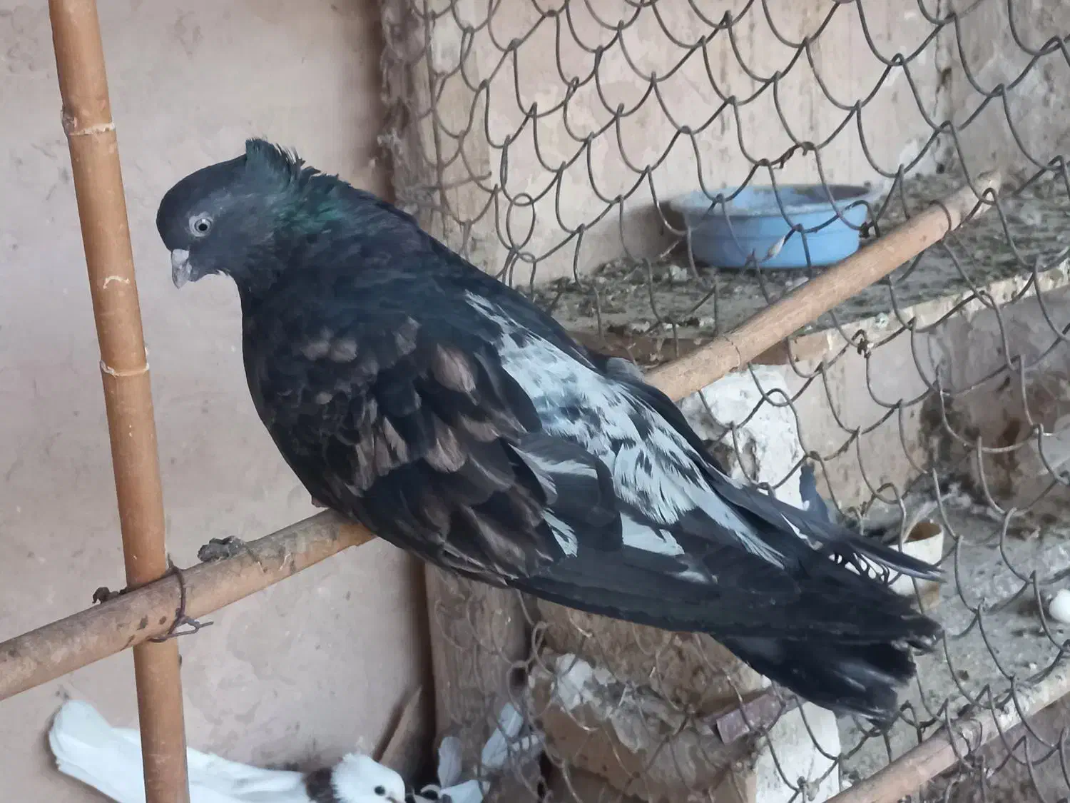 سرورآتشی|پرنده|کبودرآهنگ, |دیوار