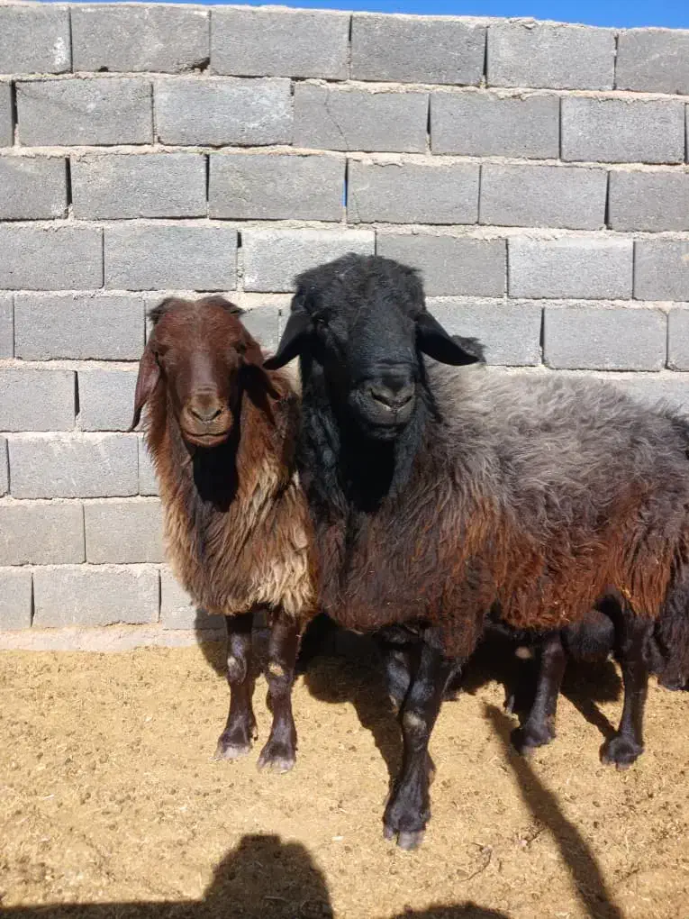 قوچ هترو افشاری|حیوانات مزرعه|مشهد مرغاب, |دیوار