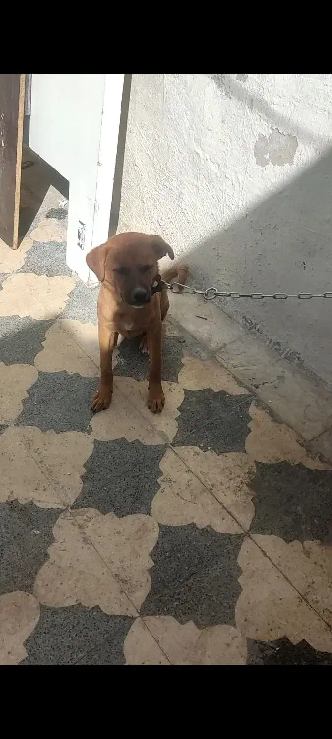 واگذاری سگ سرابی|سگ|شیراز, شیخ علی چوپان|دیوار