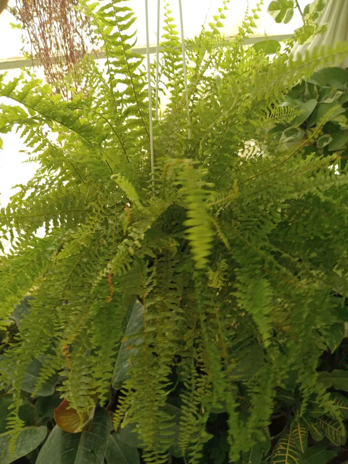 آنلاین شاپ گل|گل و گیاه طبیعی|گلبهار, شهر جدید گلبهار|دیوار