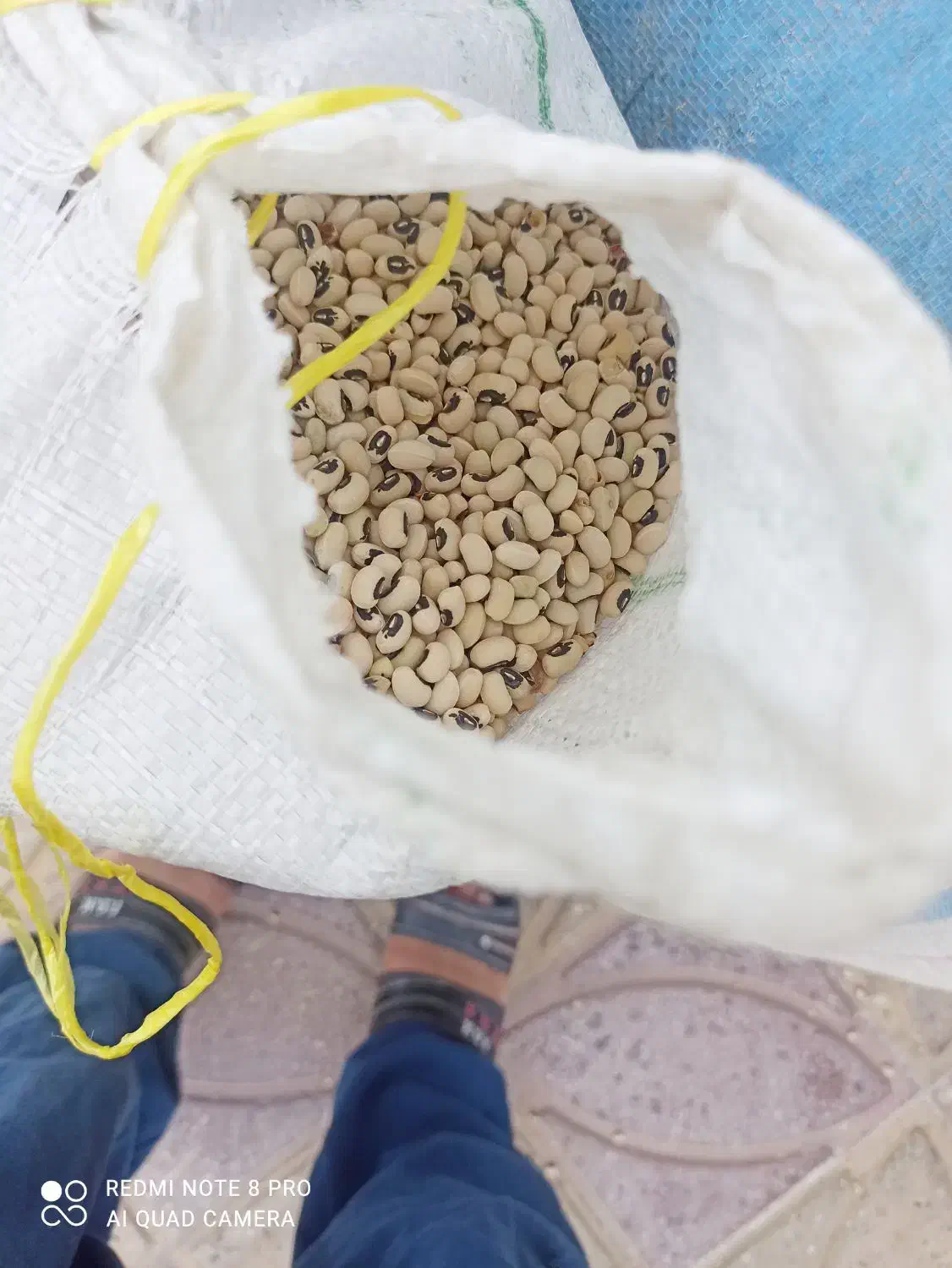 لوبیا چشم بلبلی|عمده‌فروشی|چرام, |دیوار