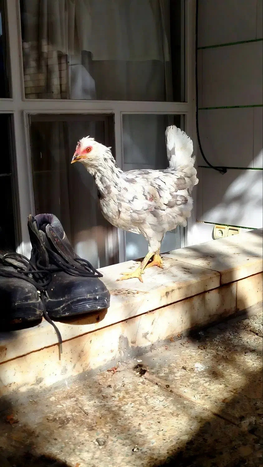 ۴ عدد مرغ گلین طوسی عتیقه|حیوانات مزرعه|فولادشهر, زاینده رود|دیوار