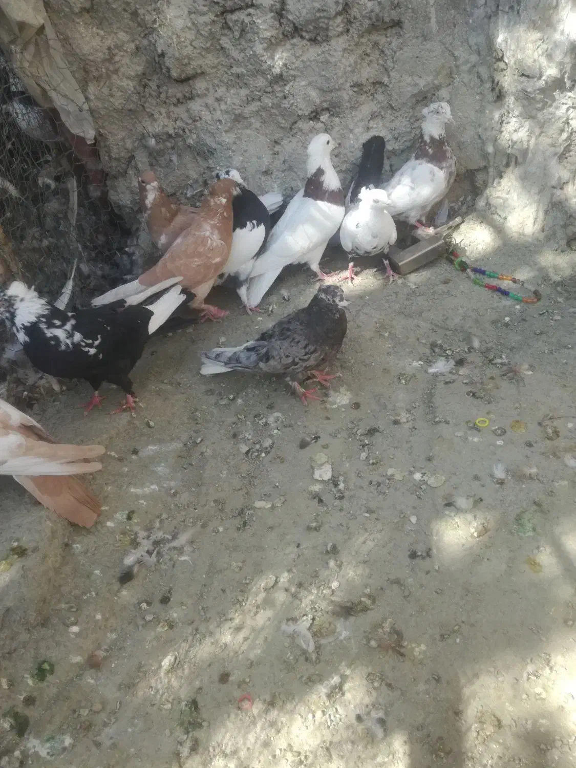 کبوتررنگی|پرنده|کوار, |دیوار