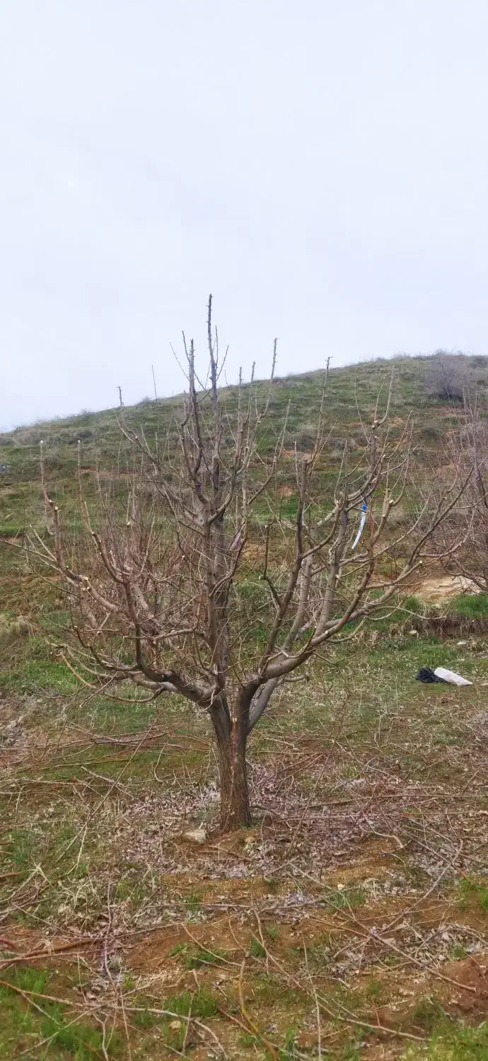 هرس انواع درختان مثمر و غیر مثمر|خدمات باغبانی و درختکاری|مهاباد (آذربایجان غربی), |دیوار