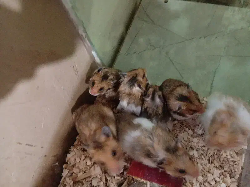 همستر|موش و خرگوش|اشنویه, |دیوار