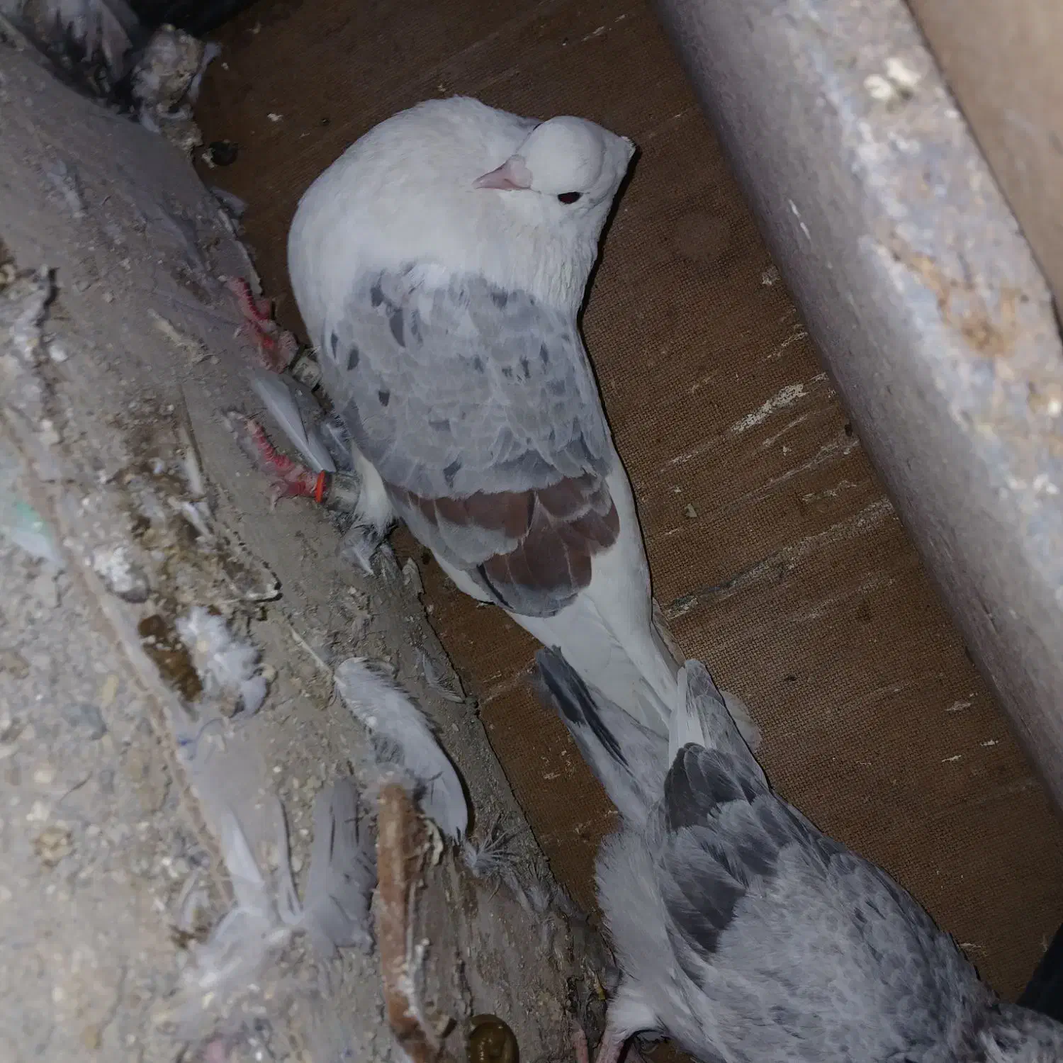 کفتر سرور.شازده آتیشی 10 جفت معاوضه با موتورمزاید|پرنده|نسیمشهر, |دیوار