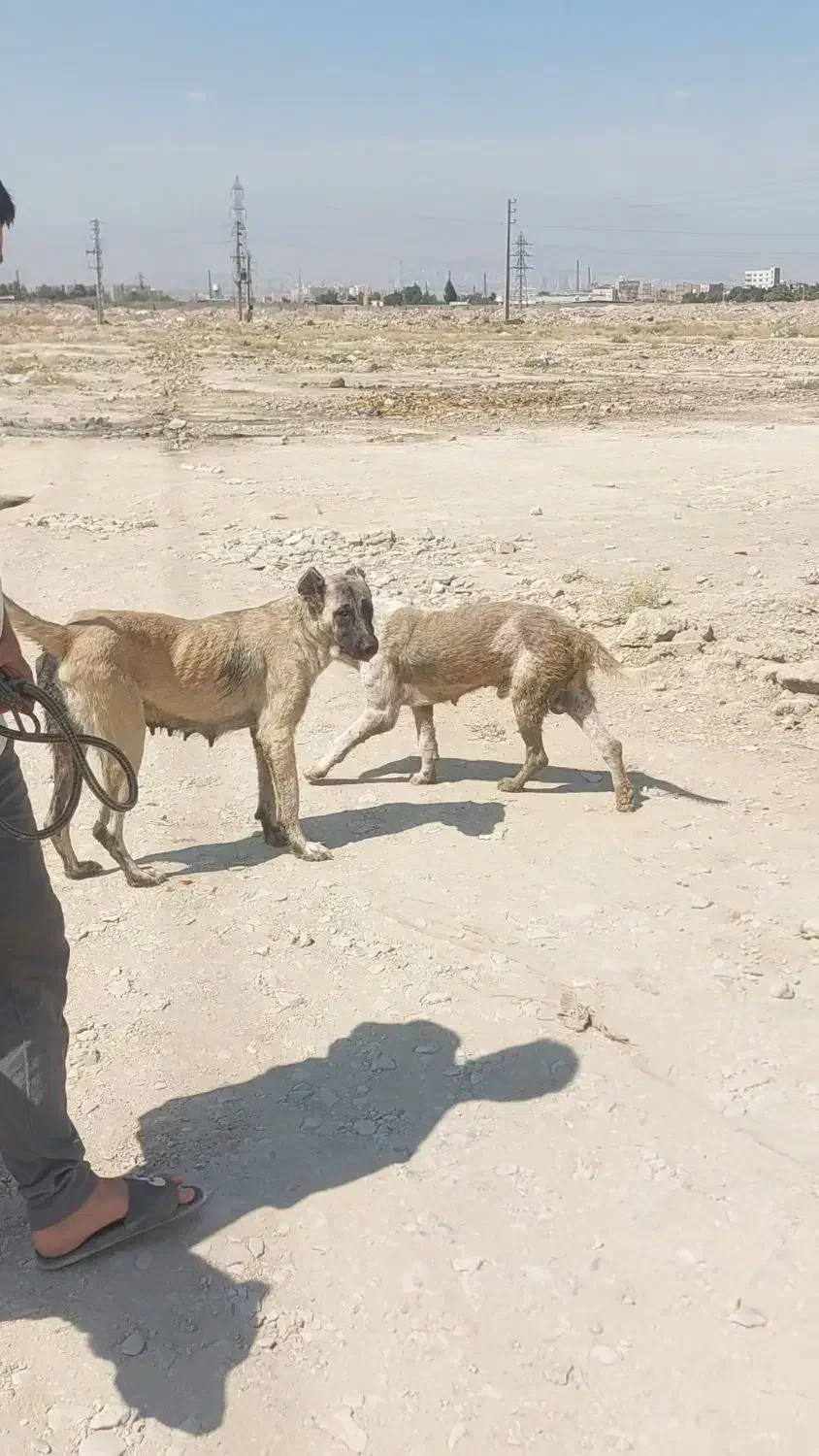 ماده سرابی|سگ|چهاردانگه (تهران), |دیوار