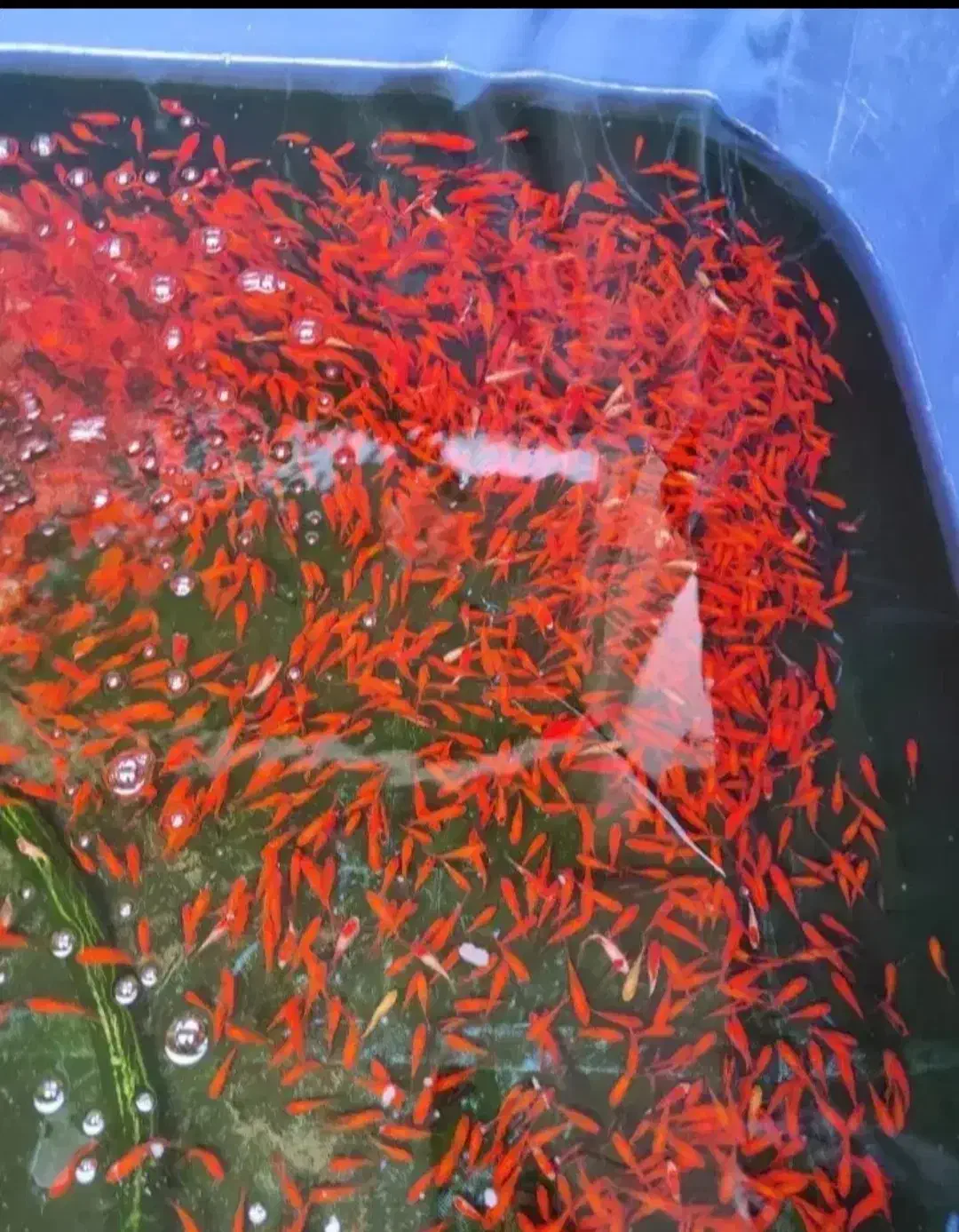 ماهی قرمز|ماهی|مبارکه, |دیوار