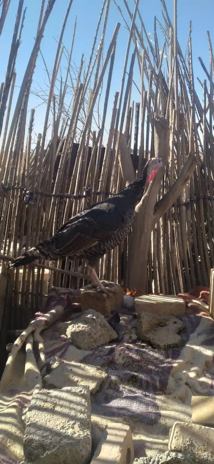 خروس و بوقلمون|حیوانات مزرعه|کهنوج, |دیوار