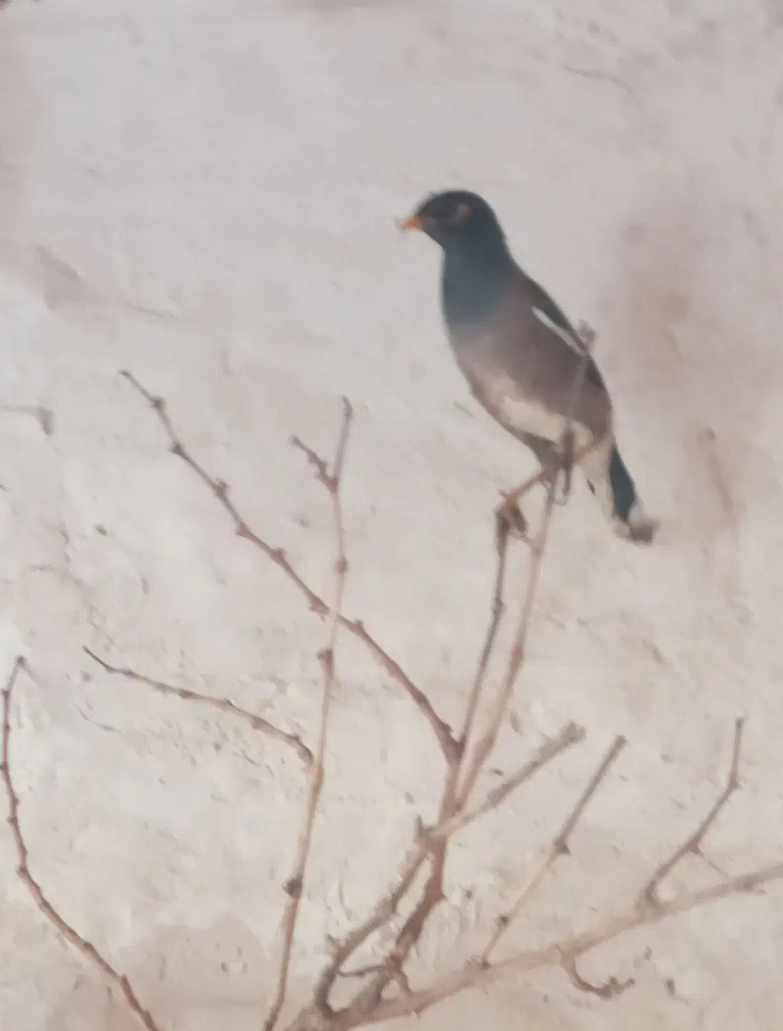 مینا|پرنده|مشهد, کوی سیدی|دیوار