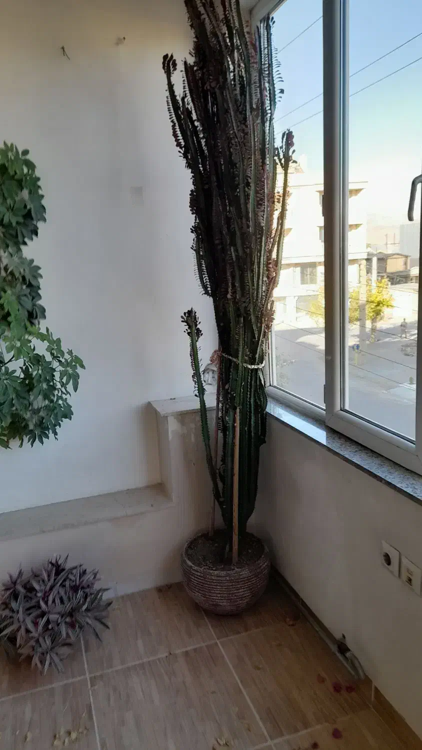 گل طبیعی و خانگی|گل و گیاه طبیعی|اشنویه, |دیوار