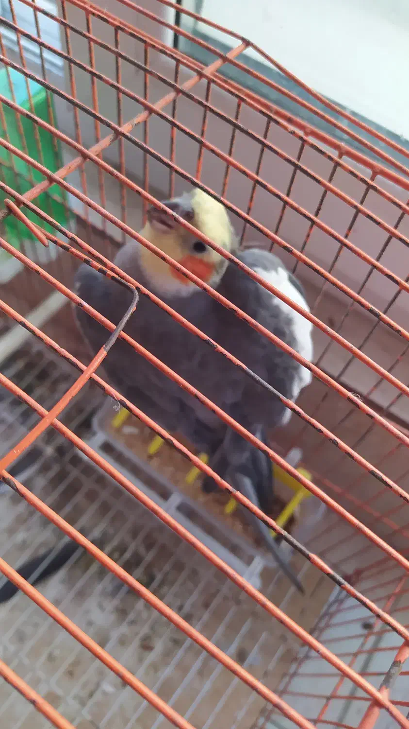 عروس هلندی نر|پرنده|نوشهر, |دیوار