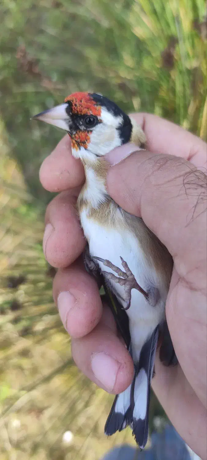 جوجه سهره|پرنده|تالش, هشتپر|دیوار