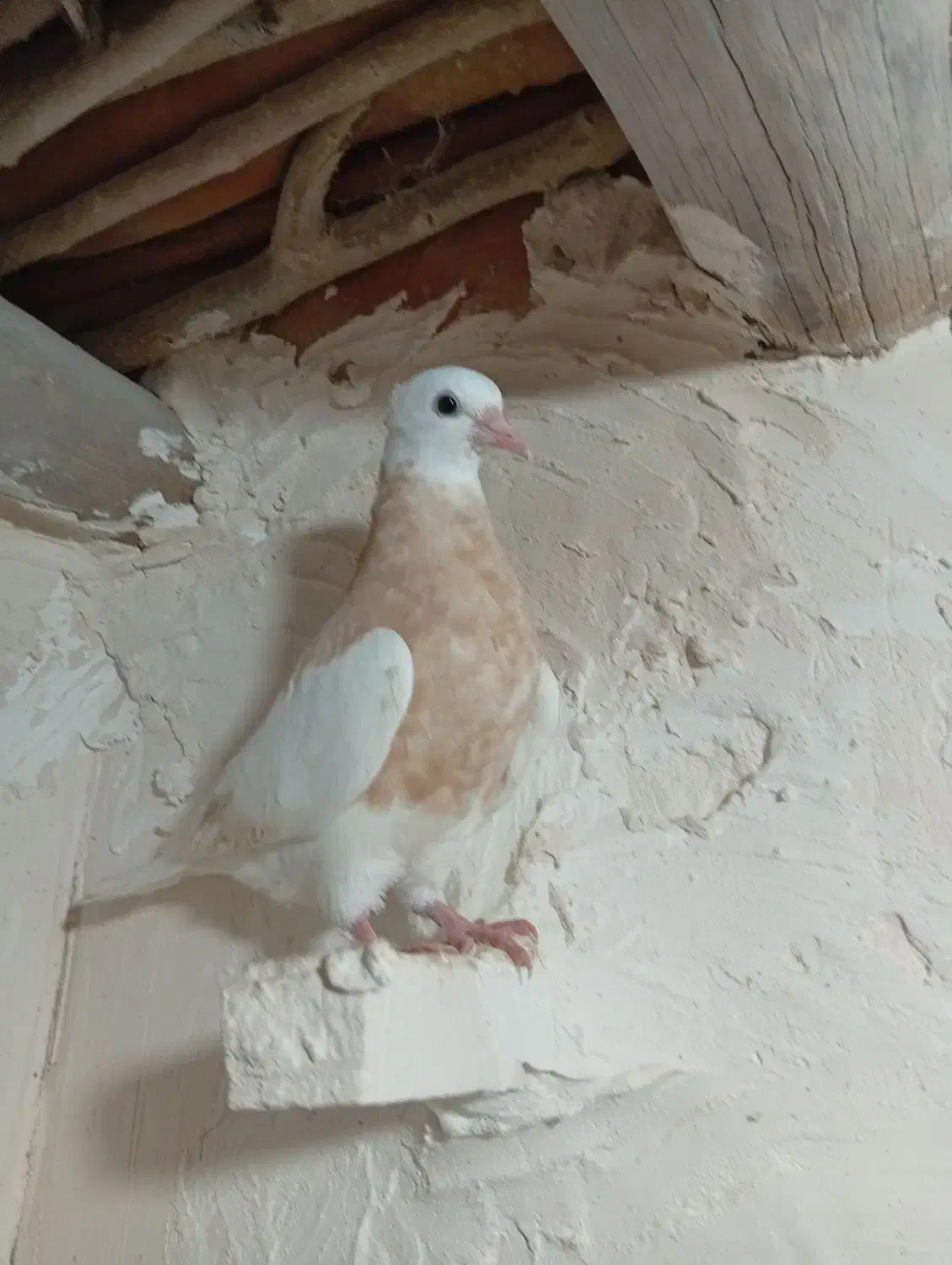 کبوتر|پرنده|اسفراین, |دیوار