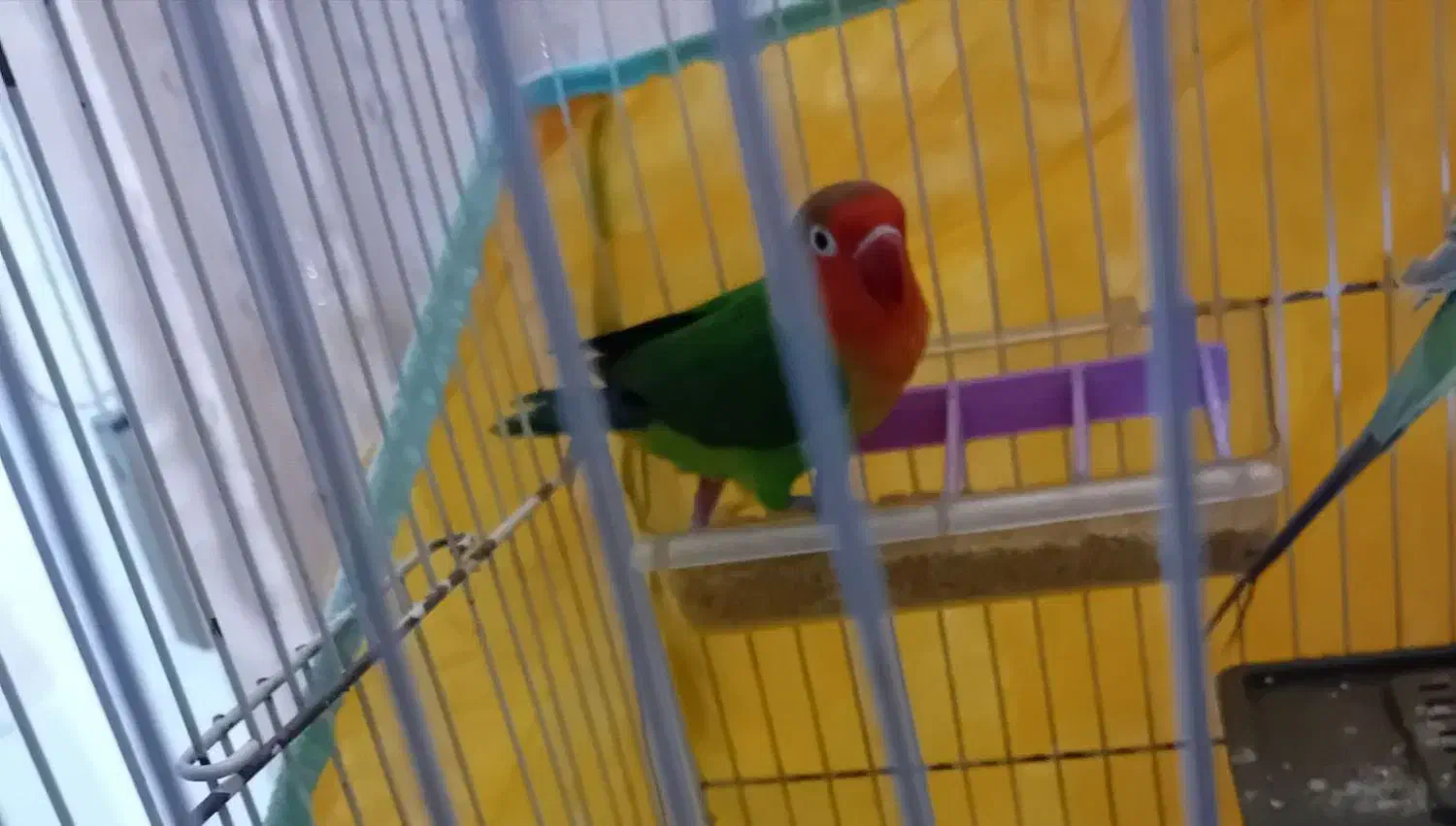 کوتوله|پرنده|زیرکوه, |دیوار