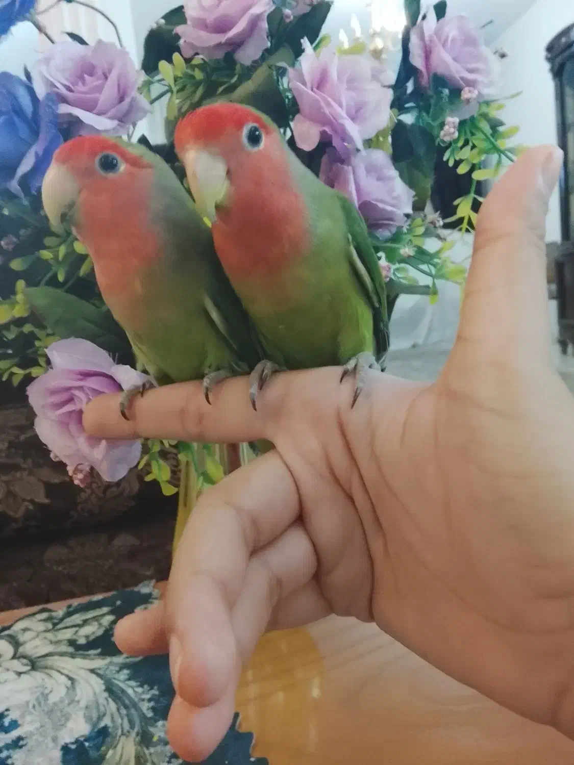 جفت کوتوله بالغ دستی خوشگل لطفاً تماس بگیرید|پرنده|مشهد, رضاشهر|دیوار