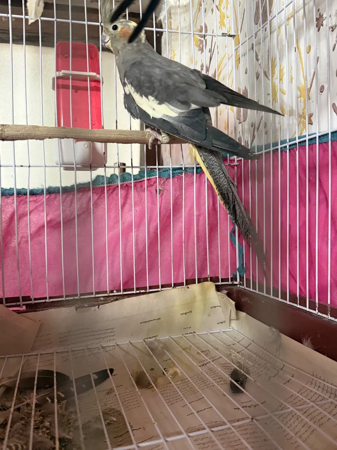 طوطی عروس دوعدد با قفس|پرنده|رشت, سلیمانداراب|دیوار