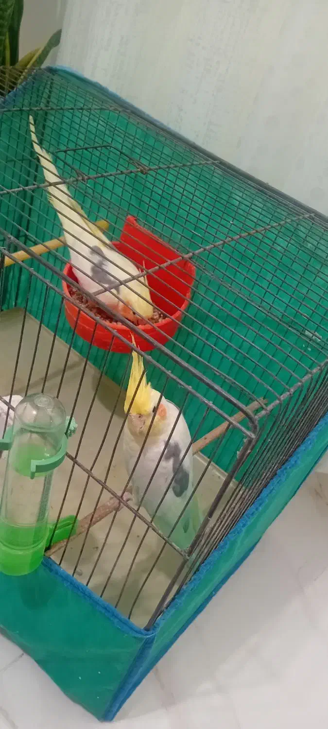 عروس هلندی|پرنده|رشت, کوی امام رضا|دیوار