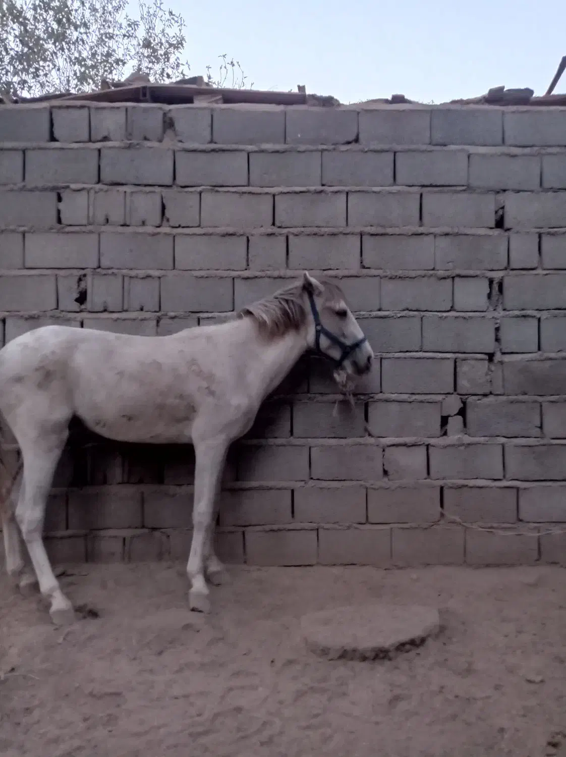 اسب فروشی|اسب و تجهیزات اسبسواری|نرماشیر, |دیوار
