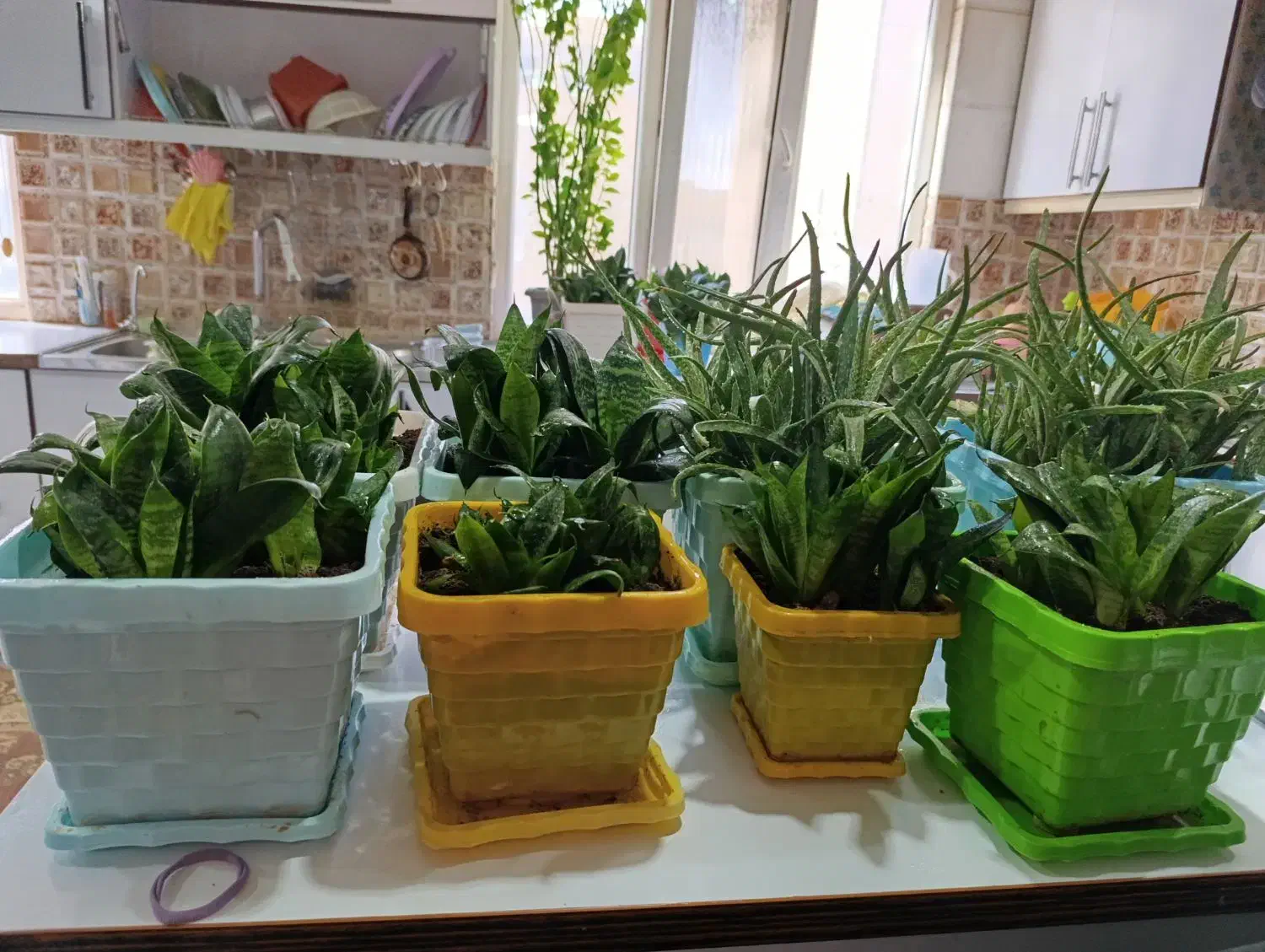 گل‌های آپارتمانی|گل و گیاه طبیعی|بهارستان, |دیوار